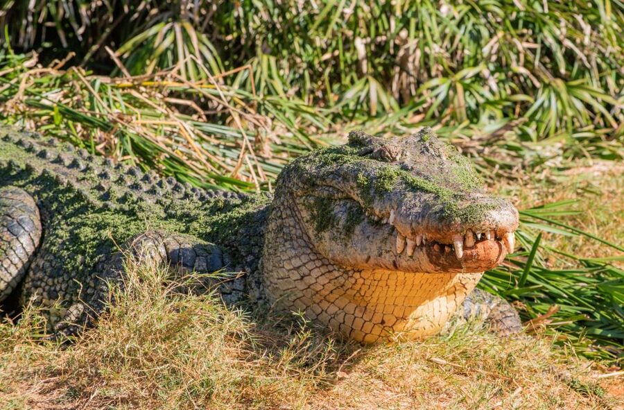 Broome: Malcolm Douglas Crocodile Park Tour with Transfers - Who should book this crocodile park tour?