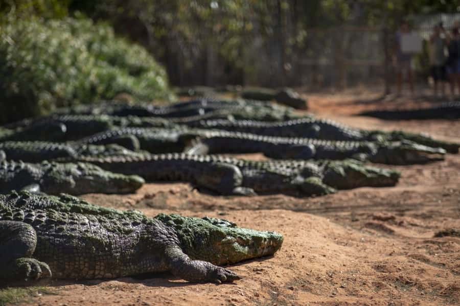 Broome: Matso's Brewery, Museum & Crocodile Park Combo Tour - Key things to know before booking