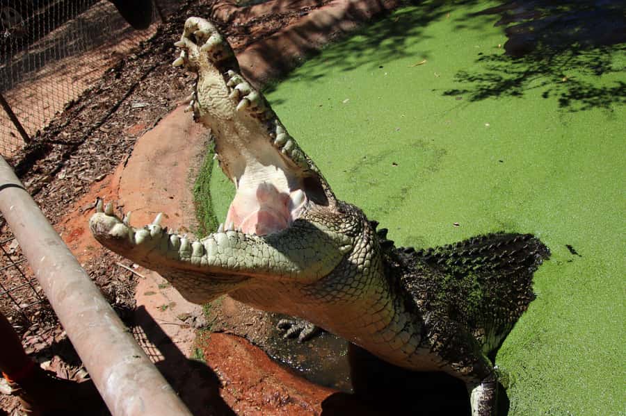 Broome: Matso's Brewery, Museum & Crocodile Park Combo Tour - What the $92 price really covers