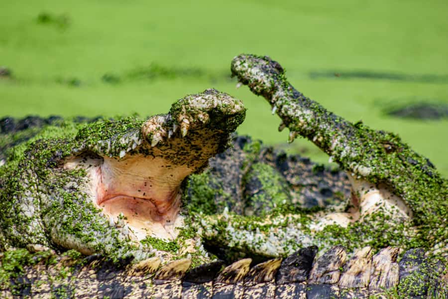 Broome: Matso's Brewery, Museum & Crocodile Park Combo Tour - Starting with Broome’s settlement story