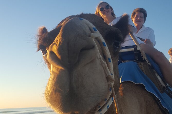 Broome Pre-sunset Camel Tour 30 minutes - Getting to know the camels