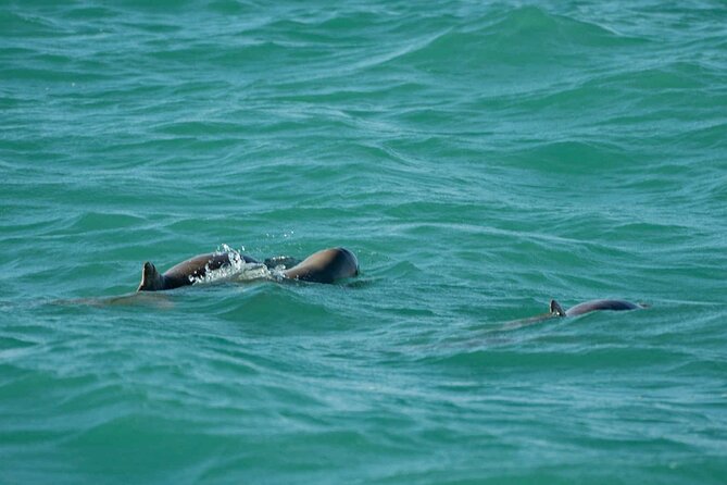 Broome's only Crabbing Adventure & Wildlife Cruise - What $179 includes, and where the value sits