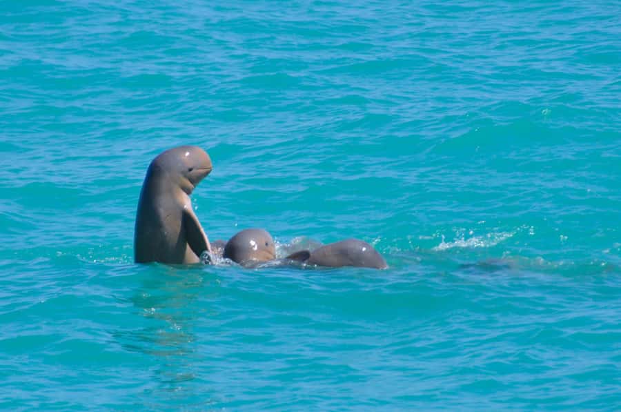 Broome: Snubfin Dolphin Cruises - Key points to know before you book