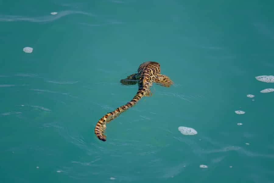 Broome: Snubfin Dolphin Cruises - Morning tea with more than biscuits
