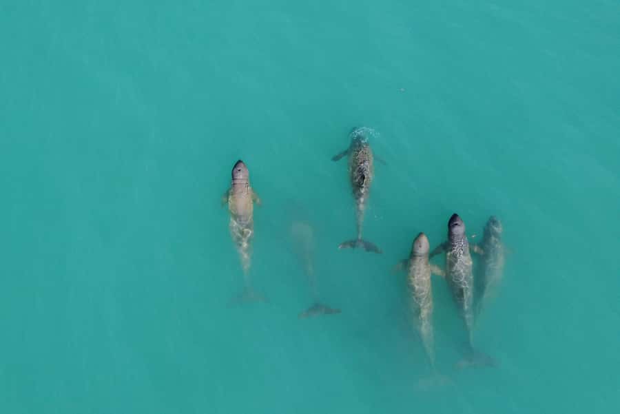 Broome: Snubfin Dolphin Cruises - From your Broome hotel to Entrance Point