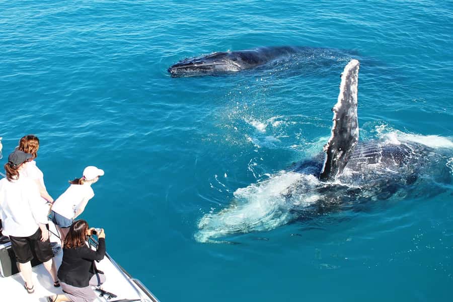 Broome: Whale Watching & Sunset Cruise - Key points before you book