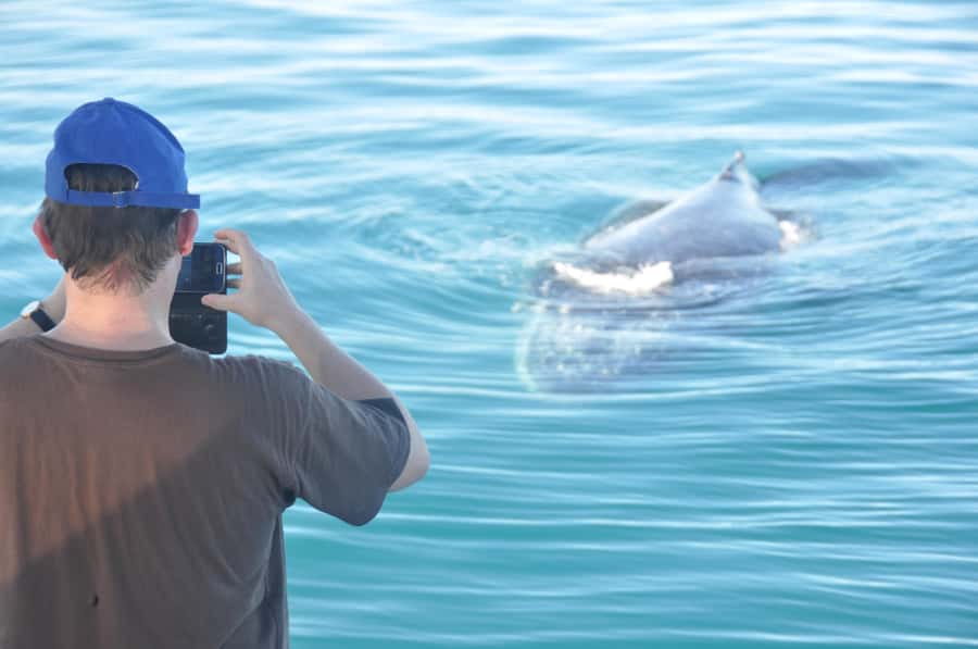 Broome: Whale Watching & Sunset Cruise - Three hours with Broome’s humpback whales