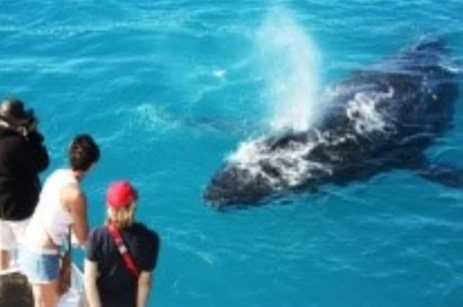 Broome: Whale Watching & Sunset Cruise - The 30-minute boom-net swim