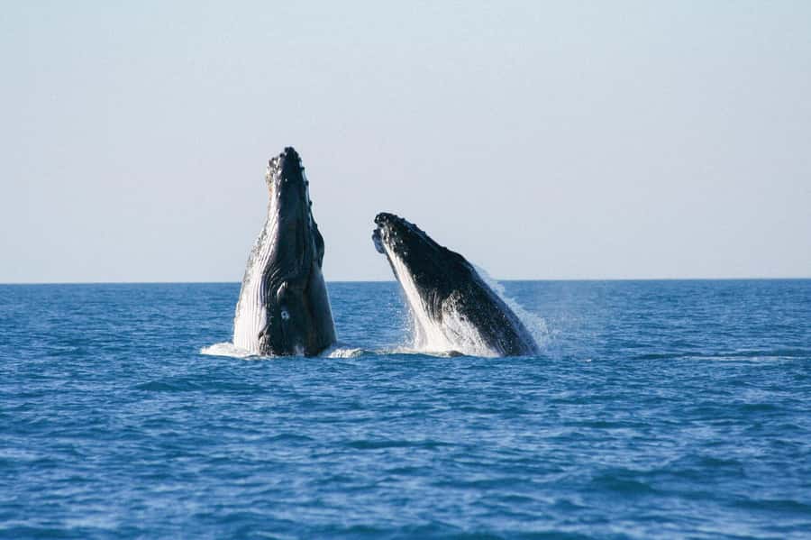 Broome: Whale Watching & Sunset Cruise - Boarding by beach and starting with a safety briefing