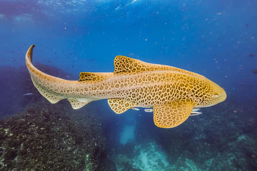 Brunswick Heads: Snorkelling in Byron Bay - Key points at a glance