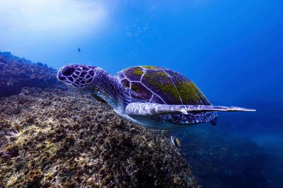 Brunswick Heads: Snorkelling in Byron Bay - Should you book the Julian Rocks snorkel?