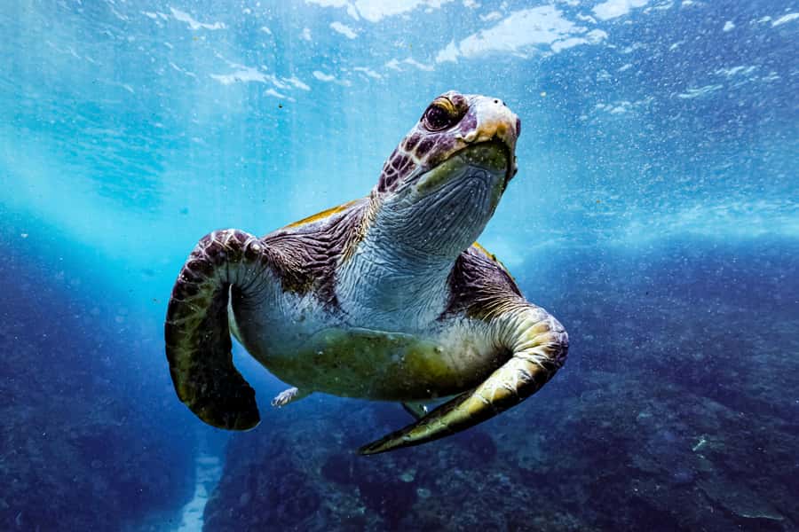 Brunswick Heads: Snorkelling in Byron Bay - Why Julian Rocks is such a special snorkel site