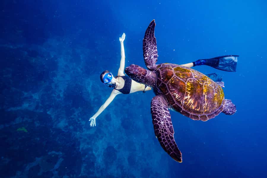 Brunswick Heads: Snorkelling in Byron Bay - What happens at Nguthungulli