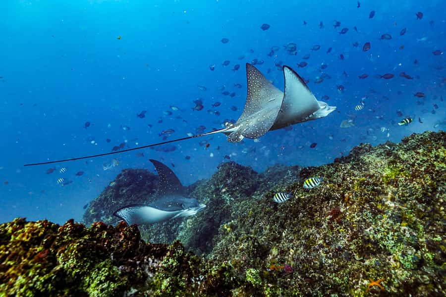 Brunswick Heads: Snorkelling in Byron Bay - The wildlife you might see