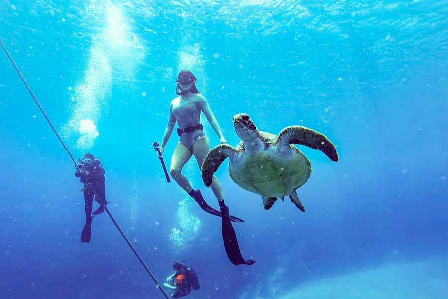 Brunswick Heads: Snorkelling in Byron Bay - Underwater photos add useful value
