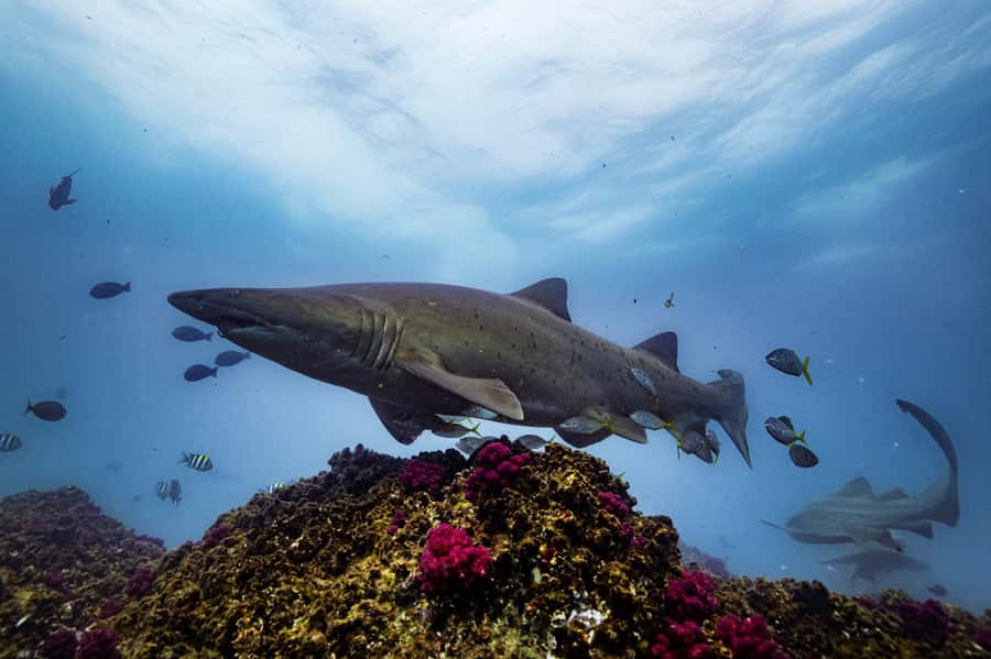 Brunswick Heads: Snorkelling in Byron Bay - Who should book, and who should skip it