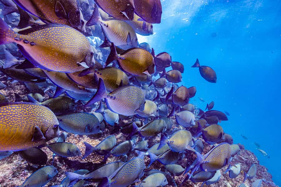 Brunswick Heads: Snorkelling in Byron Bay - Practical details that can make the day easier