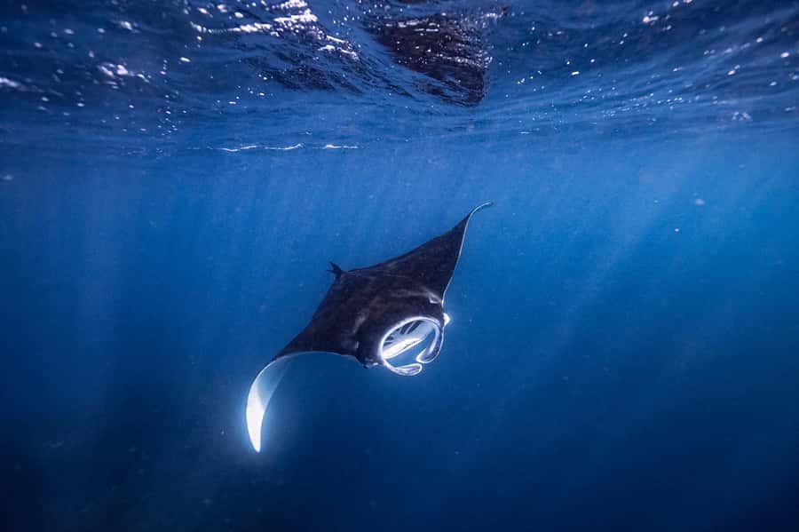 Brunswick Heads: Snorkelling in Byron Bay - From Brunswick Heads harbour to Apollo 2
