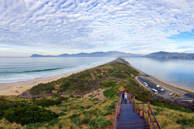 Bruny Island Food, Sightseeing, Guided Lighthouse Tour & Lunch - Morning tea with oysters, bread, and cheese