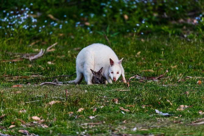 Bruny Island Traveller - Gourmet Tasting and Sightseeing Day Trip from Hobart - What the $197.24 price really covers