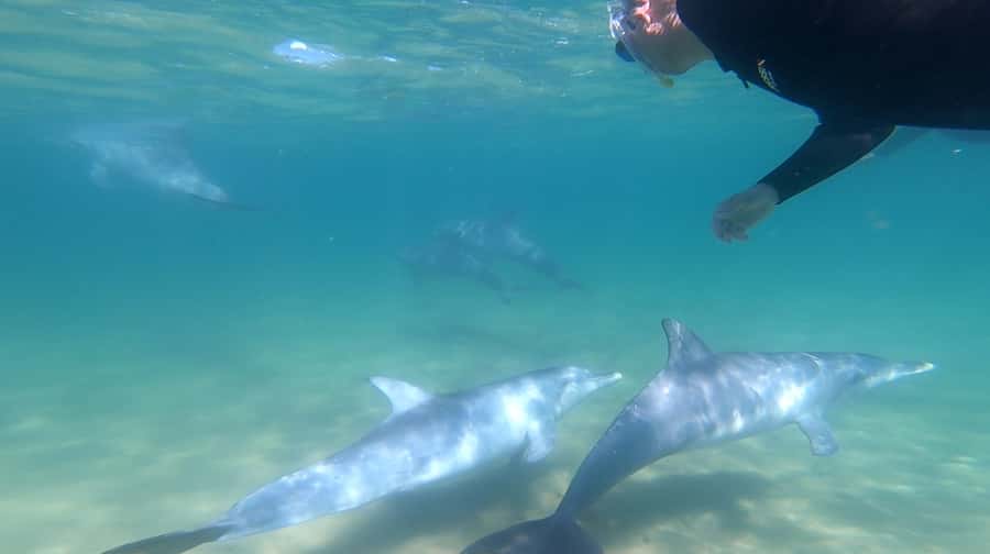 Bunbury: Swim with Dolphins Tour - What happens when you enter the water