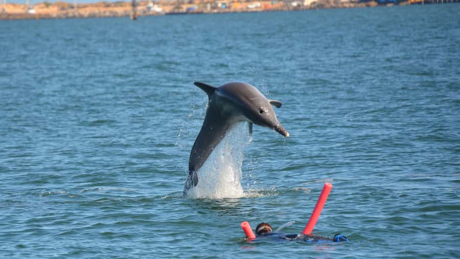 Bunbury: Swim with Dolphins Tour - Equipment, comfort, and the practical details