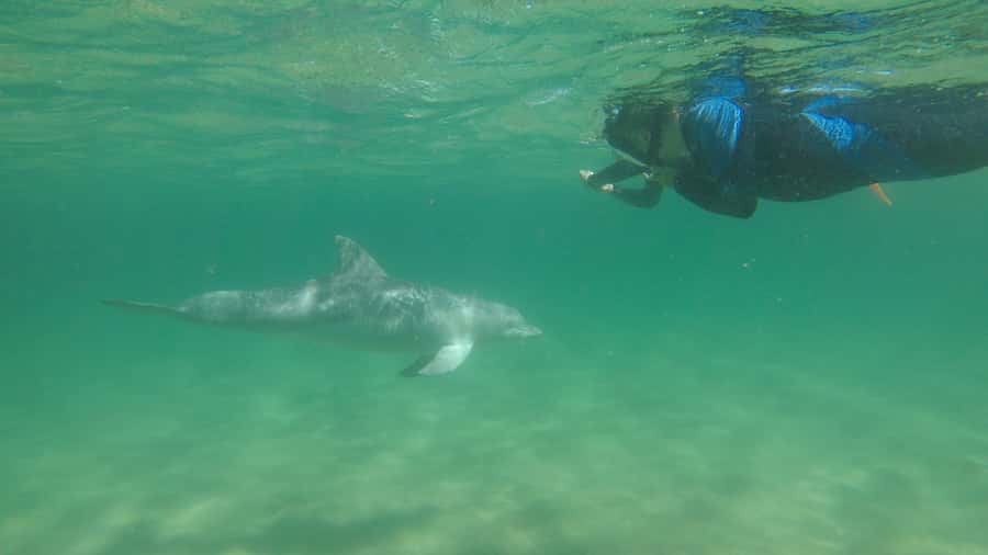 Bunbury: Swim with Dolphins Tour - Is $155 good value?