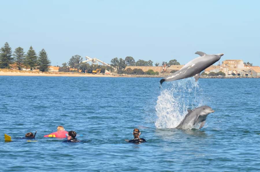 Bunbury: Swim with Dolphins Tour - A realistic four-hour day
