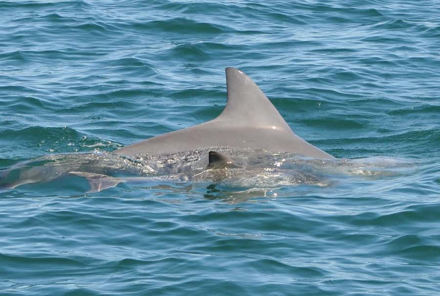 Bunbury: Swim with Dolphins Tour - Should you book the Bunbury dolphin swim?