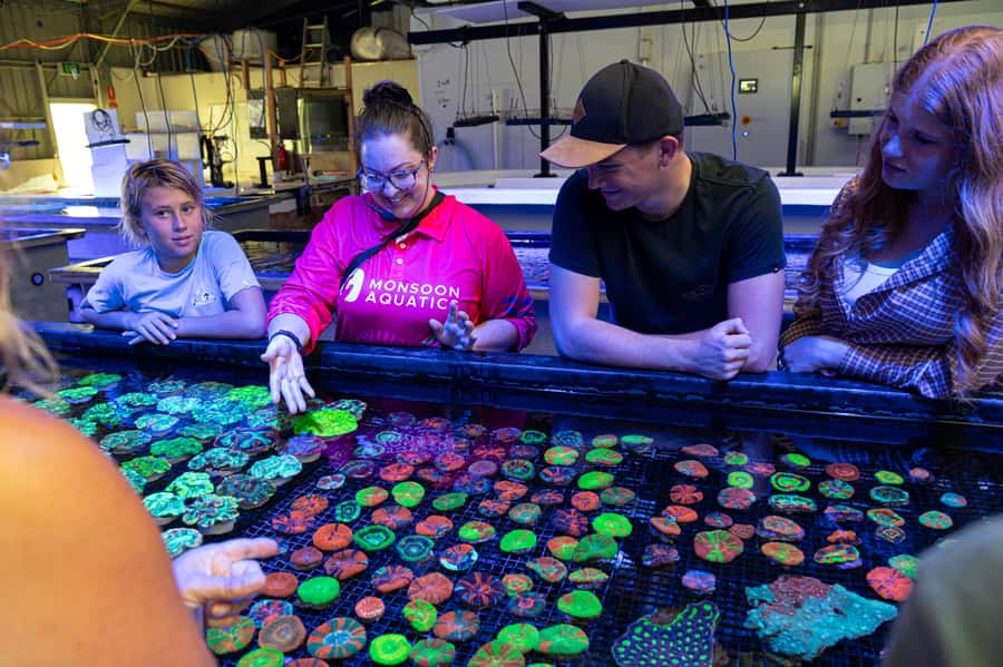 Bundaberg: Monsoon Aquatics Coral Farm Guided Tour - What Monsoon Aquatics Coral Farm actually offers