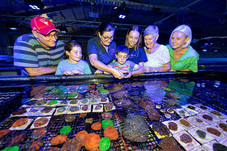 Bundaberg: Monsoon Aquatics Coral Farm Guided Tour - Walking through 70,000 growing corals