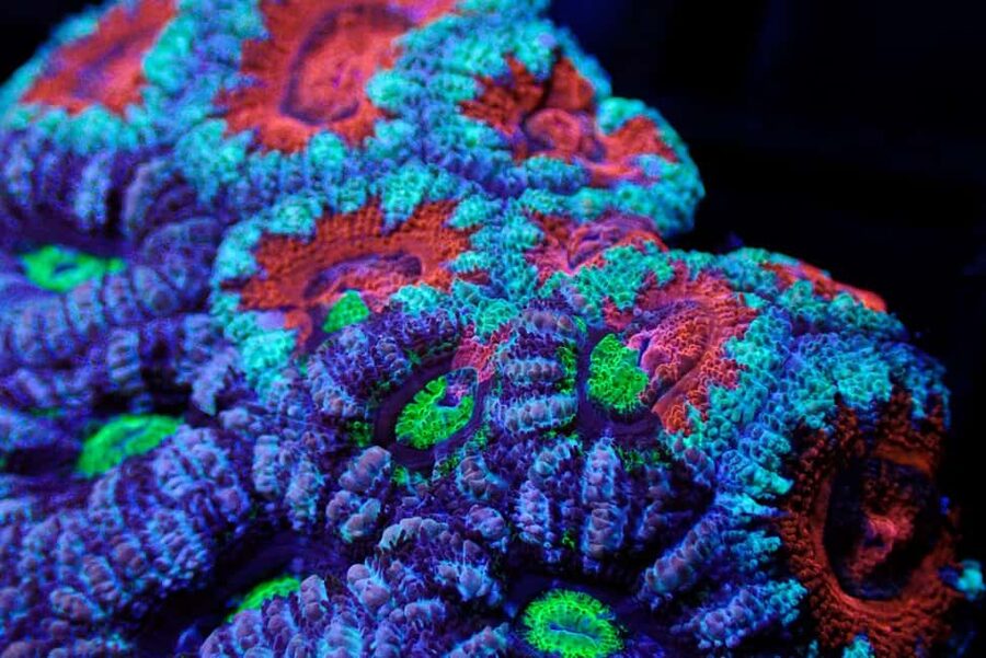 Bundaberg: Monsoon Aquatics Coral Farm Guided Tour - Seeing coral feeding in action