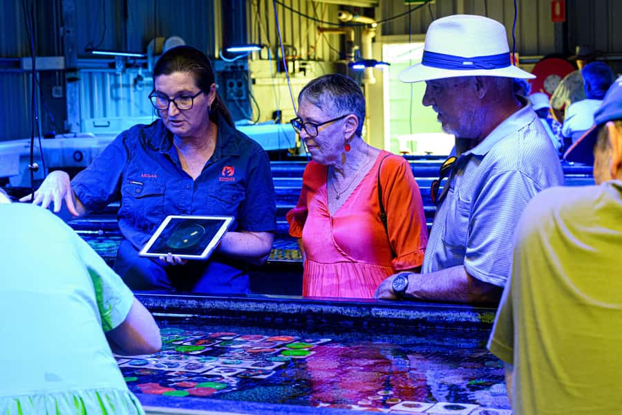 Bundaberg: Monsoon Aquatics Coral Farm Guided Tour - Finishing with clownfish and marine life