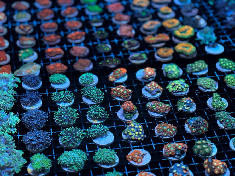 Bundaberg: Monsoon Aquatics Coral Farm Guided Tour - Is this tour good for children?