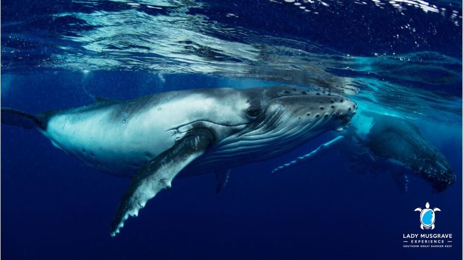 Bundaberg: Whale Watching Sightseeing Cruise with Lunch - Finding the first whales offshore