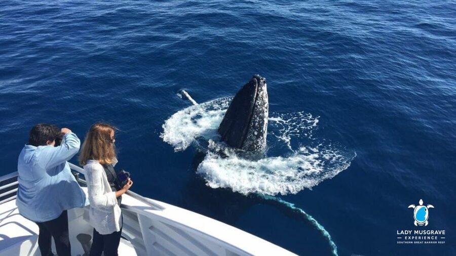 Bundaberg: Whale Watching Sightseeing Cruise with Lunch - What the live commentary adds