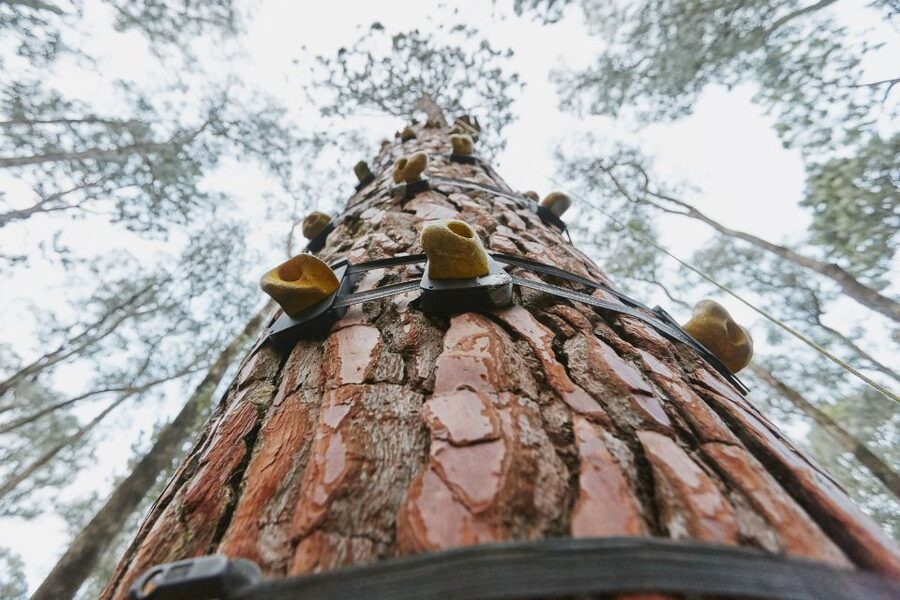 Busselton: Forest Adventure with Zip Lining and Rope Course - Who should book this forest adventure?
