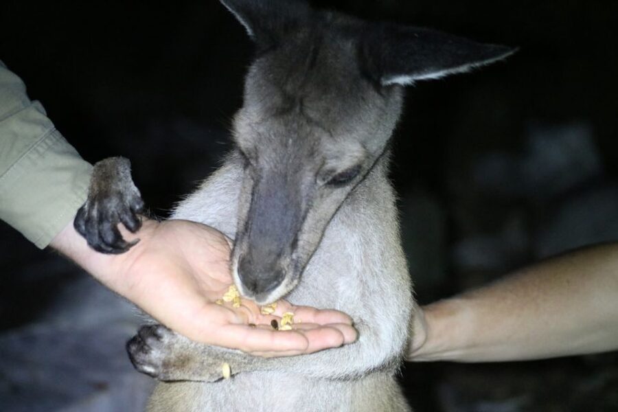 Busselton: Nocturnal Animal Tour - Waiting for quendas, bandicoots and possums