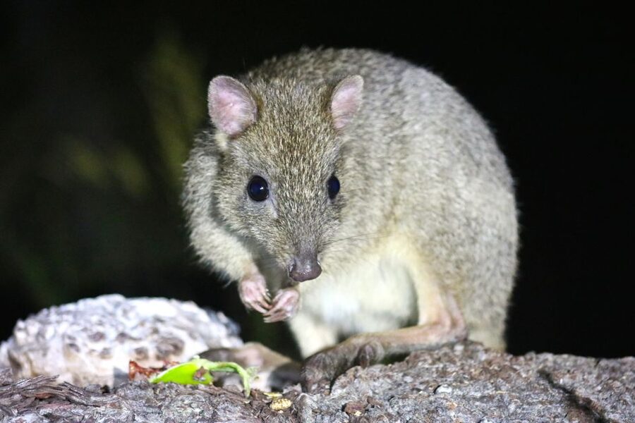 Busselton: Nocturnal Animal Tour - Billy tea, biscuits and seasonal bush tucker