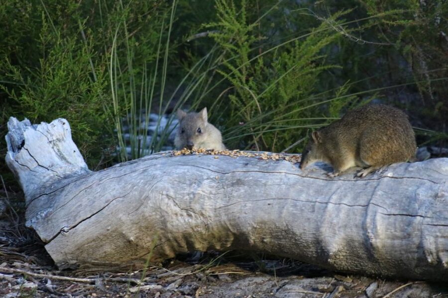 Busselton: Nocturnal Animal Tour - Who will enjoy this night in the bush