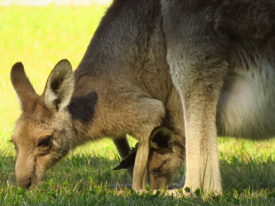 Byron Bay: Full-Day Wildlife Safari - Key points to know before booking