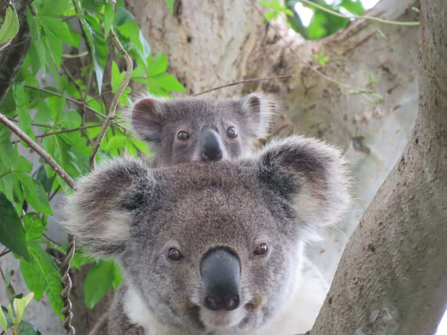 Byron Bay: Full-Day Wildlife Safari - Why this is more than a koala photo stop