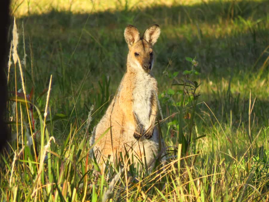 Byron Bay: Full-Day Wildlife Safari - Eucalyptus forest and the search for koalas