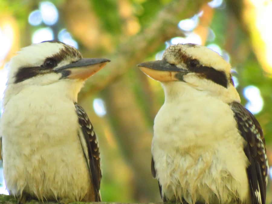 Byron Bay: Full-Day Wildlife Safari - Rainforest sounds and smaller signs of life