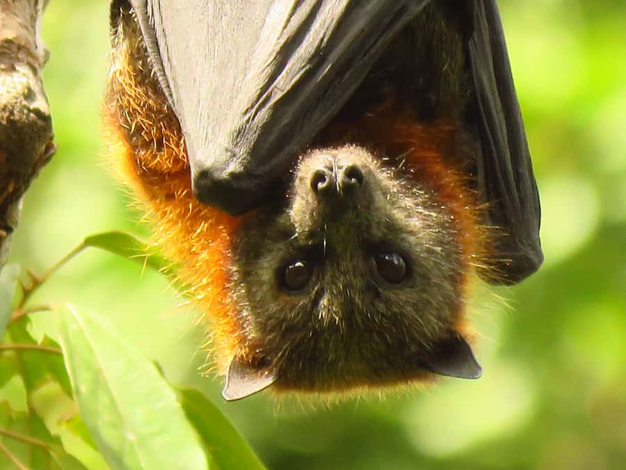 Byron Bay: Full-Day Wildlife Safari - A picnic by the river breaks up the day