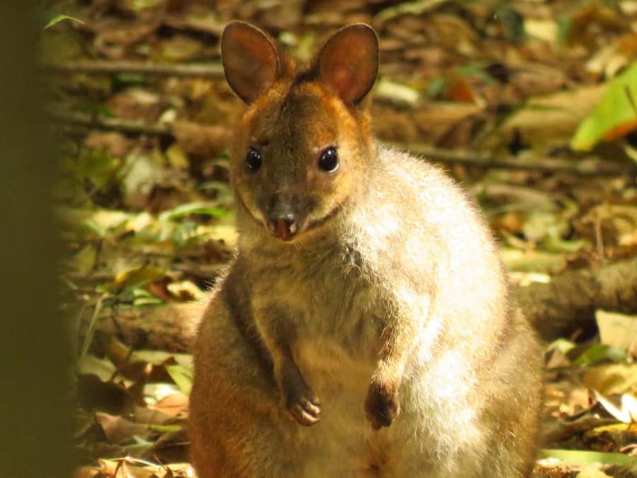 Byron Bay: Full-Day Wildlife Safari - Setting out from Byron Bay in a small group