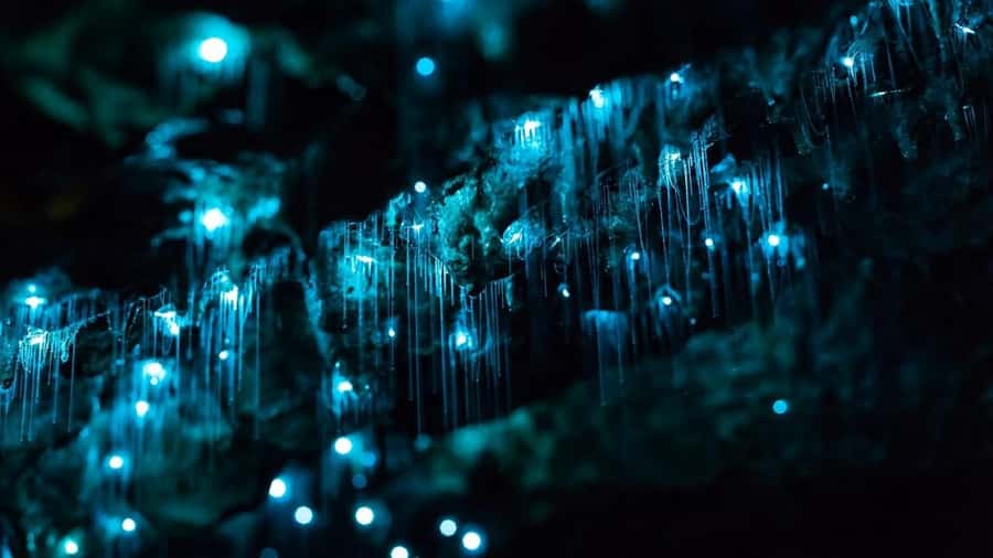 Byron Bay: Glowworms, Waterfalls & Rainforest Experience - Walking through Nightcap National Park