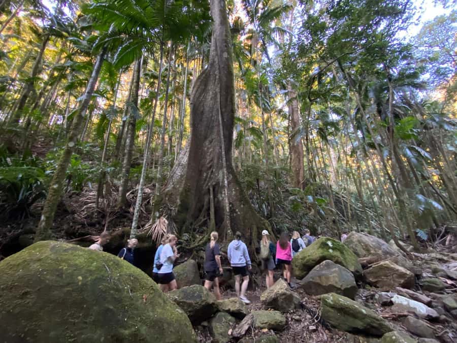 Byron Bay: Glowworms, Waterfalls & Rainforest Experience - Seeing the glowworms in their natural setting