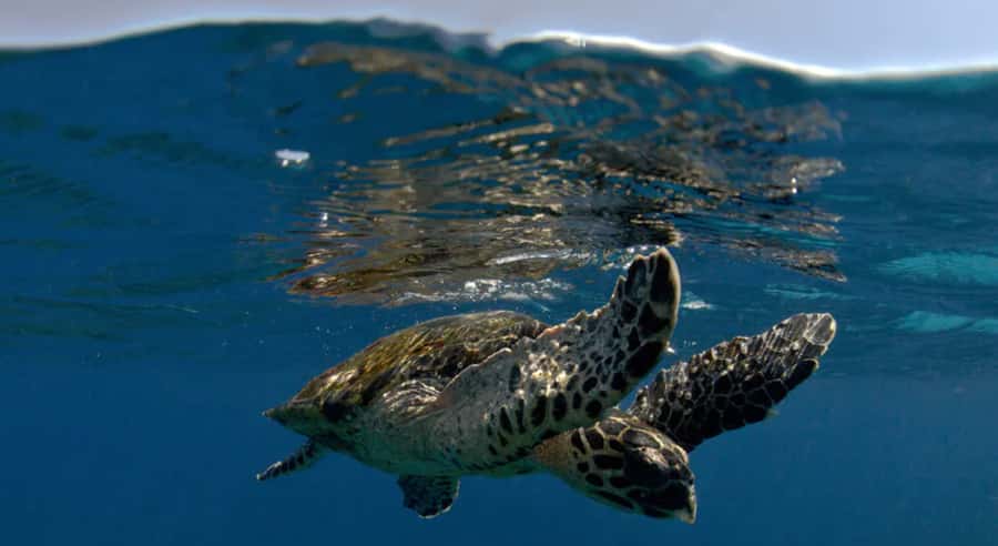 Byron Bay: Nguthungulli Julian Rocks Snorkeling Tour - Key points to know before booking