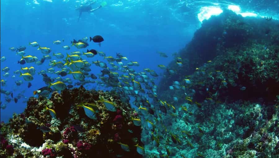 Byron Bay: Nguthungulli Julian Rocks Snorkeling Tour - The 15-minute ride to The Pass